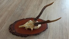 Vintage Real Skull with Horns, white bone, animal skull. Original .Germany  3