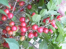 Nanking Cheropugy bush cherry, rooted plant. Zones 4-8
