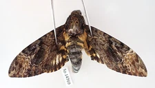 SP14769. Insects, butterflies: Acherontia sp. North Vietnam.