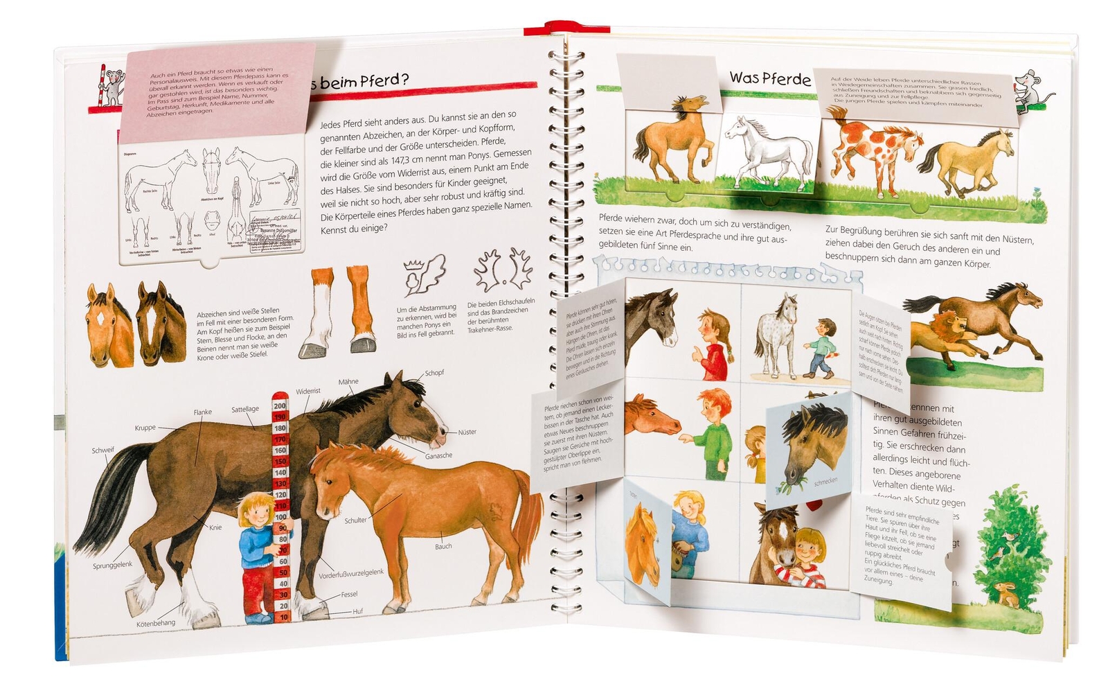 Thumbnail - Wieso? Weshalb? Warum?, Band 21: Alles Über Pferde Und Ponys ...