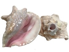 Large Bahama Conch Shell Horn 7-9 Inch Natural Ocean Beach Home Decor Craft
