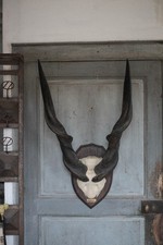 Trophée de corne d'antilope Eland de Derby sur écusson bois vintage années 70