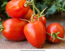 Tomato Vegetable X 3 Plug Plants | Amish Paste| Honey comb|Roma| hanging basket 