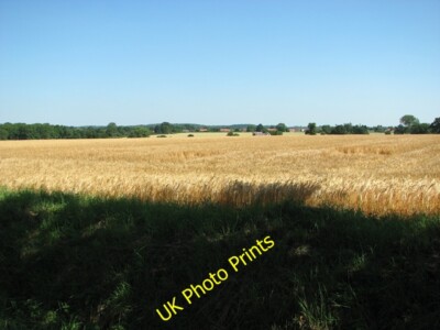 Photo 6x4 Barley crop field by Fen Farm Fen Street/TL9879  c2015