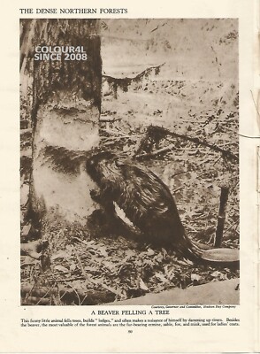 EIN BIBER FÄLLT EINEN BAUM um 1930 Illustration IM ALTEN DRUCK 