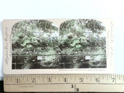 Kew Garden London Stereoview Keystone View Co. 1906 Tropical Lily
