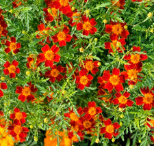 500x Red Gem Signet Marigold – Tagetes Tenuifolia – Annual