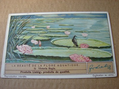 LIEBIG CHROMOS. DIE SCHÖNHEIT DER WASSERFLORA. Nr.5