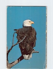 Postcard Bald Eagle Everglades National Park Florida USA