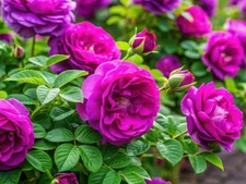 Rugosa Rose Bush Seedlings for Planting