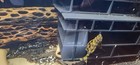 Takutut Bloodred Tiger Plecos L306 Breeding Pair read description  — photo 4