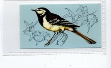 (Jd4261) TETLEY,BRITISH BIRDS,PIED WAGTAIL,1970,#46
