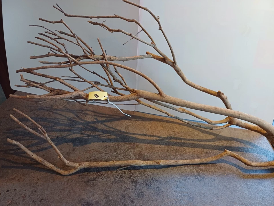 ESSENTIAL PONDS & AQUATICS Talawa wood - 60-80cm - Aquarium Botanical's