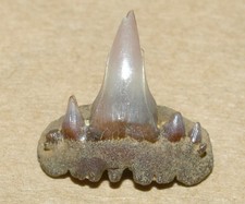 Fossil Shark tooth -Paraorthacodus recurvus, Cretaceous of Russia, nice details