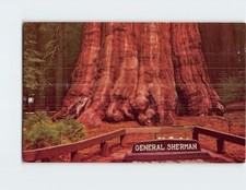 Postcard General Sherman Tree Giant Sequoia California USA
