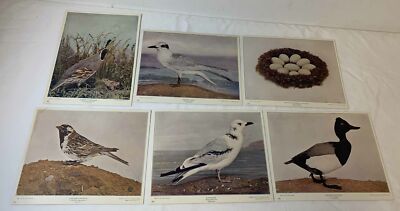 lot of six book leaf prints from 1904~ BIRDS ~ Partridge,Tern,Lesser Scaup Duck+