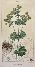 Alchemilla Alchemilla Vulgaris Lady's Mantle Bigant Turpin 1814