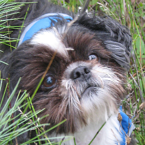 dans1175 | eBay Stores