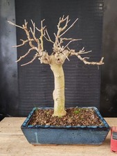bonsai di gelso h 52 cm visita il negozio