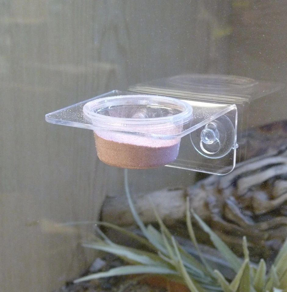 Reptile World Acrylic Single Feeding Ledge for Crested Gecko DIet - Reptile Food