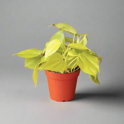 planted succulents for sale Subscription Box Plants List