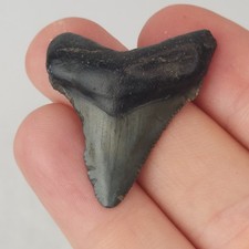Angustidens 0.00