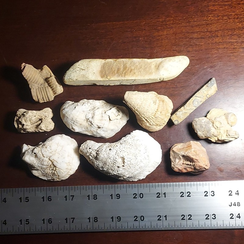Mixed Fossils & rock: Crinoid clusters & imprints, horn coral, oysters 10pc lot