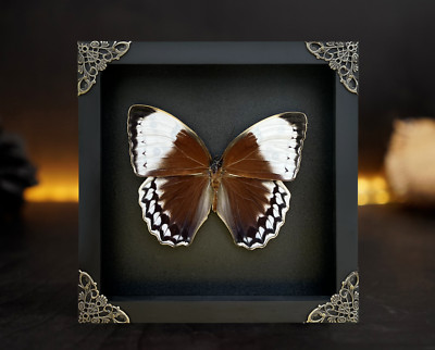 Framed Real Jungle Queen Butterfly Taxidermy Insect Gothic Home Wall Art Decor