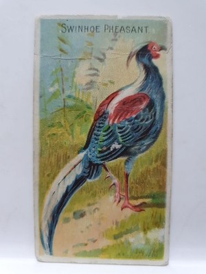 Allen & Ginter Zigarettenkarte, Vögel der Tropen, Swindon Fasan (D22)