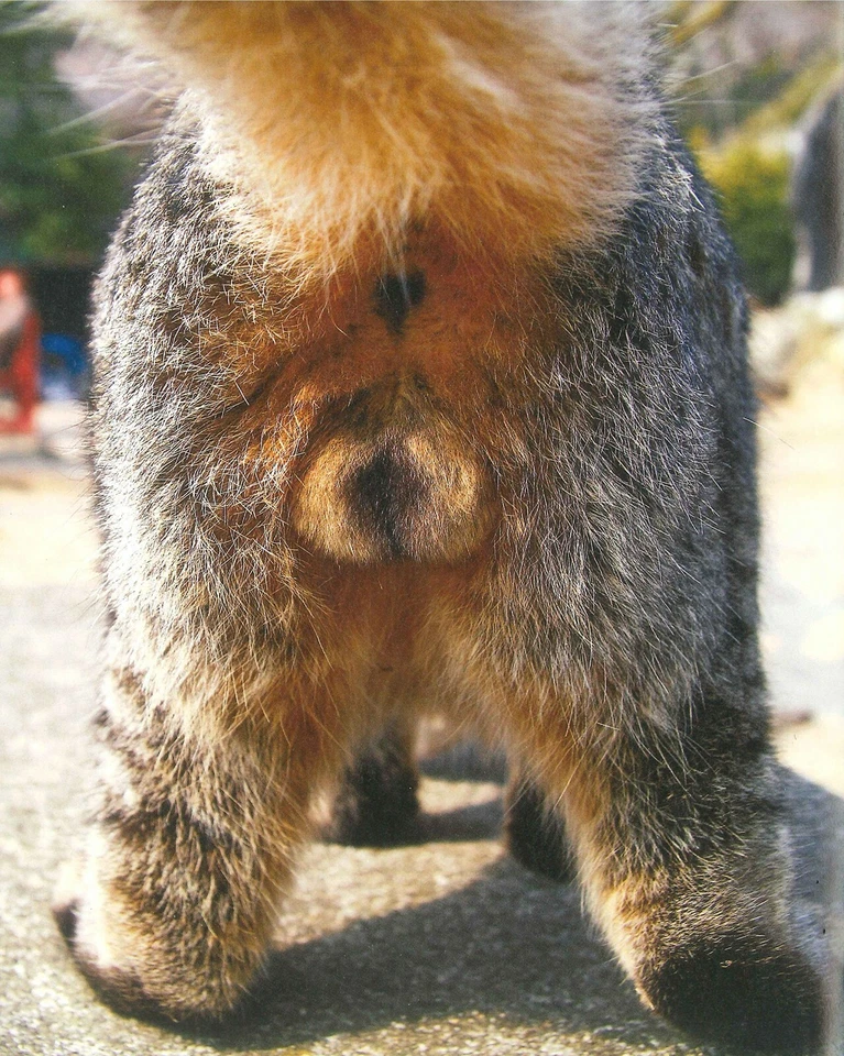 Cat Testicles Animal Photo Book album nekotama Nyantama Japanese  New - Image 4 of 4