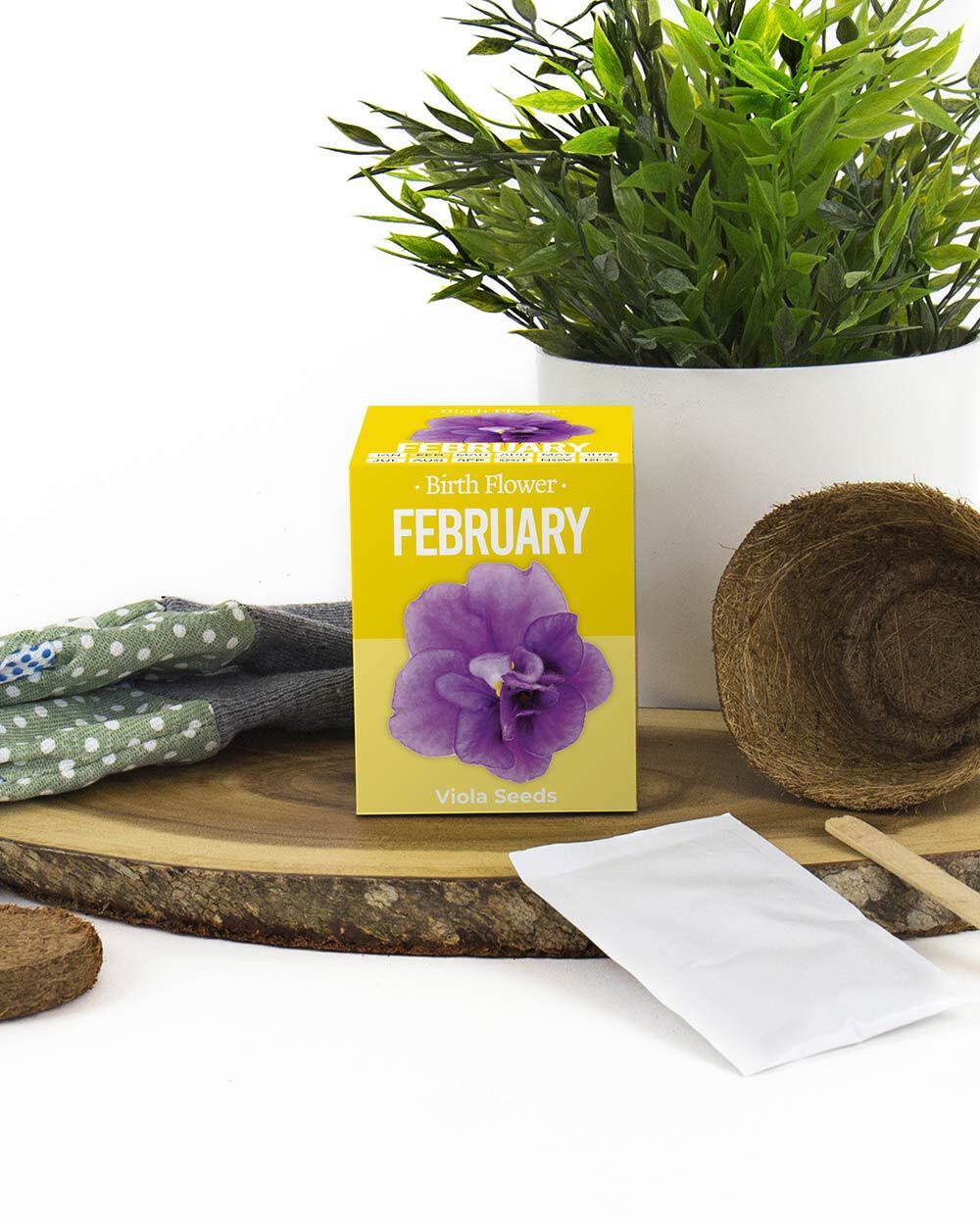 Grow Your Own February Birth Flower Gift Viola Seed Kit DIY Gardening Present