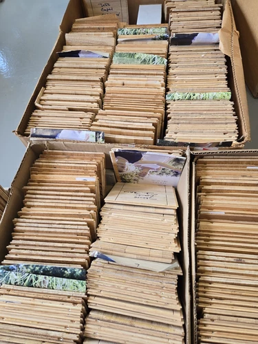 460 Signed Basketball Floorboard Lot WOW