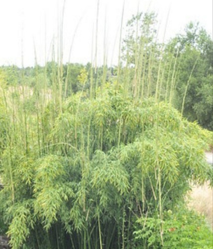 Bamboo Phyllostachys Rubromarginata 'Red Margin' Bare Root Plant Budded Rhizome - Picture 7 of 7