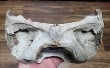 Historic Bison Atlas Vertebra Large sub fossil buffalo bone