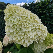 Hydrangea Paniculata Limelight 3ft Tall, Multi Stemmed, 3L Pot, Conical
