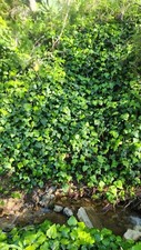 Organic Live California USA English Ivy 4 Cuttings unrooted