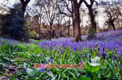PHOTO  MINTERNE MAGNA: MINTERN SEAT COPPICE OF BLUEBELLS PATHWAY THROUGH THIS CO