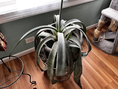Blue Agave
