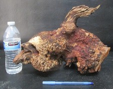 Manzanita Burl /Driftwood D212 13 1/2" x 7" x 9 1/2 1/4" at the tallest point
