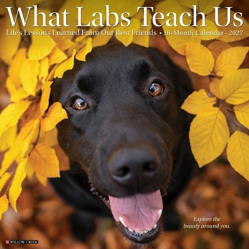 What Labs Teach Us 2027 Wall by Willow Creek Press (Paperback Book) - Image 6