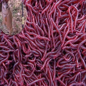 worm bait