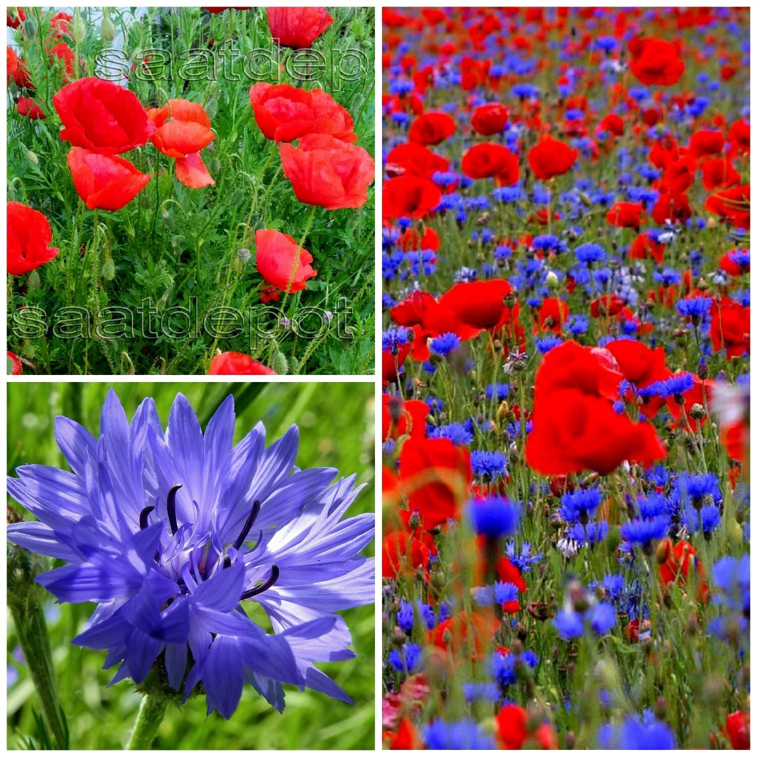 Klatschmohn und Kornblume im Set - reichblühender Blickfang - Blumen Samen