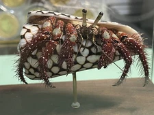 Handmade Real Specimen 3" Sea Shell Cylinder conus Inhabited Spot Hermit Crab