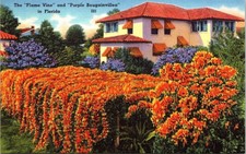 Florida Flame Vine Purple Bougainvillea Flowers Blooming Linen Postcard