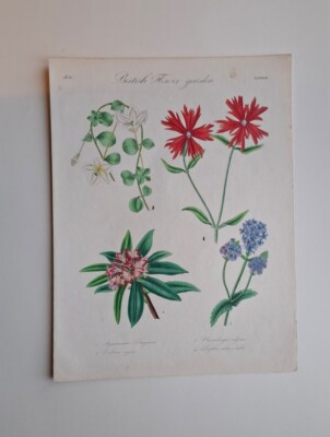 DRAPIEZ HAND COLOURED ORIGINAL BRITISH FLOWER GARDEN PRINT DATE 1836
