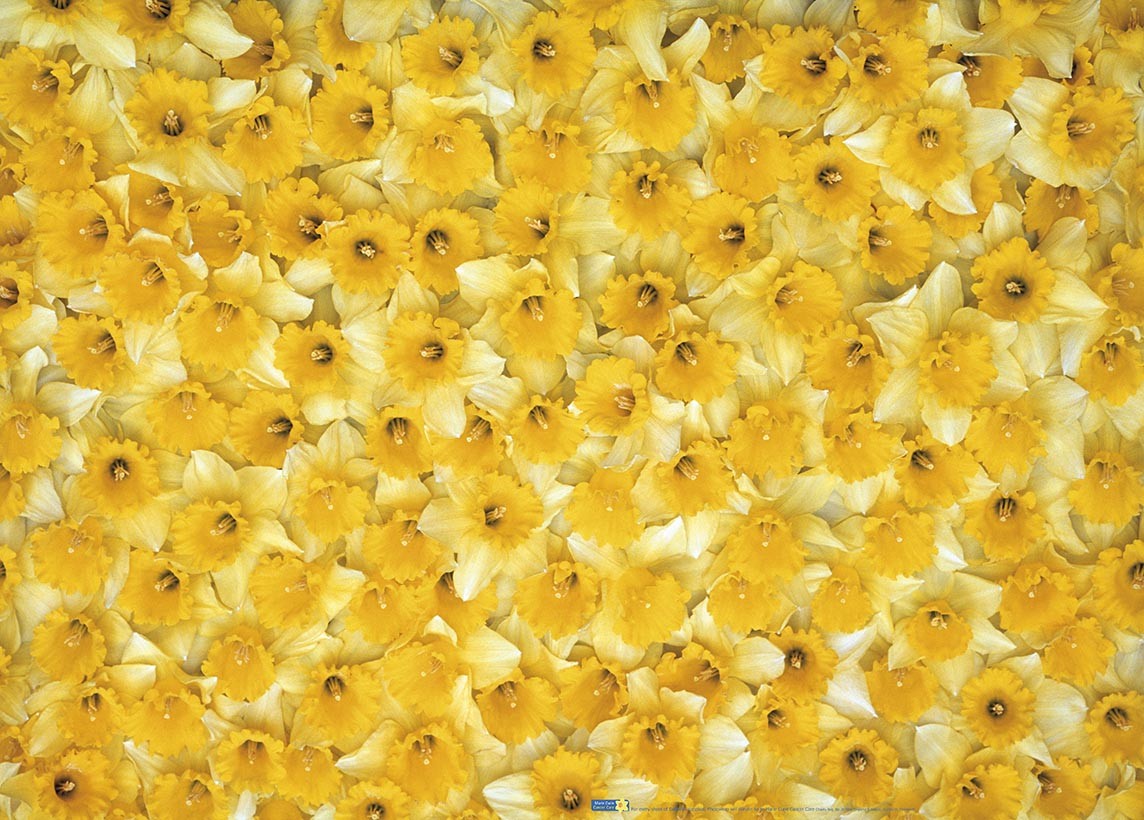 DAFFODILS giftwrap 2 sheets of 70x50cm quality, ecofriendly wrap eBay