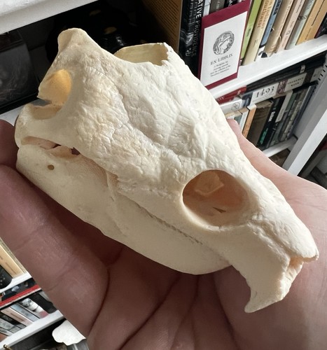 ALLIGATOR Skull Snapping Turtle Skull Reptile For Sale