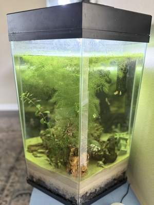 #ad Two 20 gallon fish tanks and one 36 gallon see description below $225 $199.00