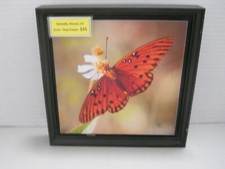 Butterfly Denver, Colorado Photography Wall Art ,Family