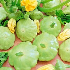 40 BENNINGS Green Tint SUMMER SQUASH Seed Organic Heirloom Vegetable Garden Easy